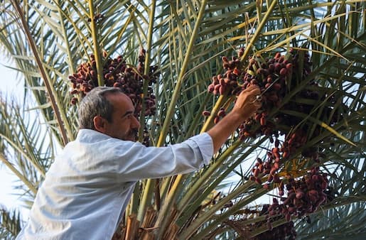 تصویر 3 از خرید و قیمت انواع دستگاه گرده افشانی نخل